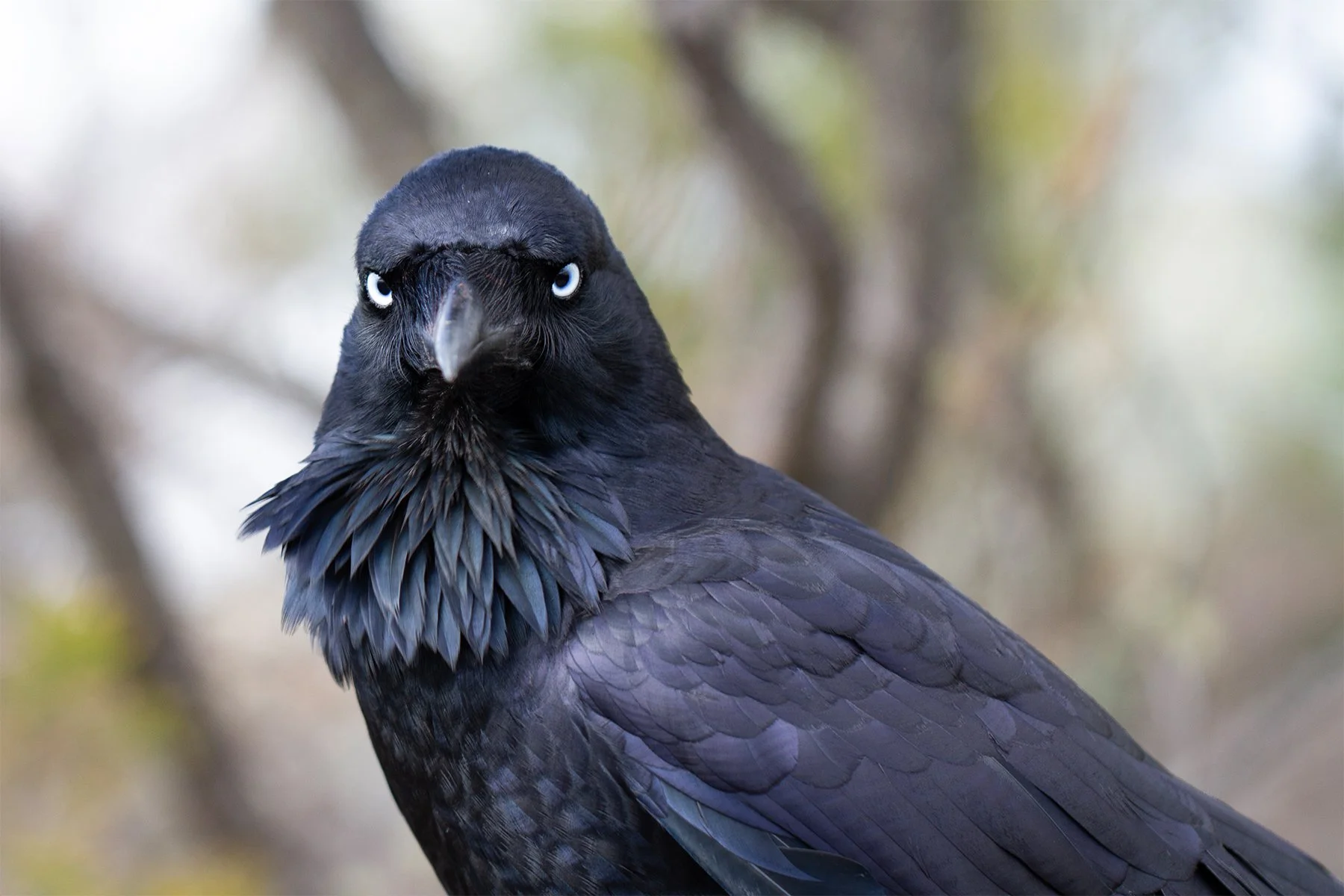Nature Print - Raven Looks - Belinda Heger