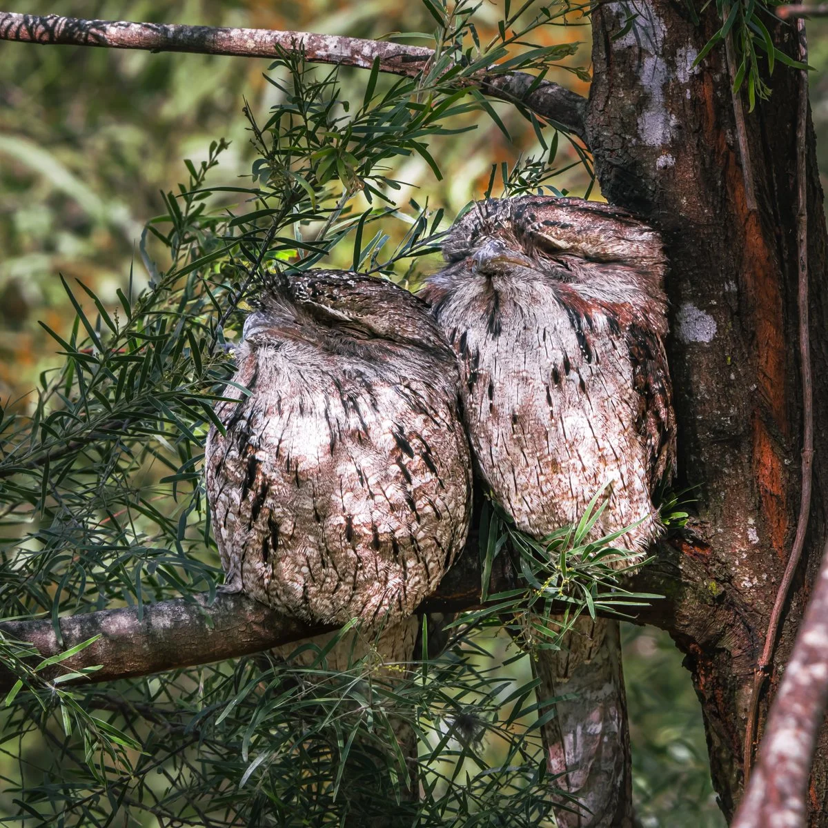 Nature - Sleepy Bobos - Ross Bennett
