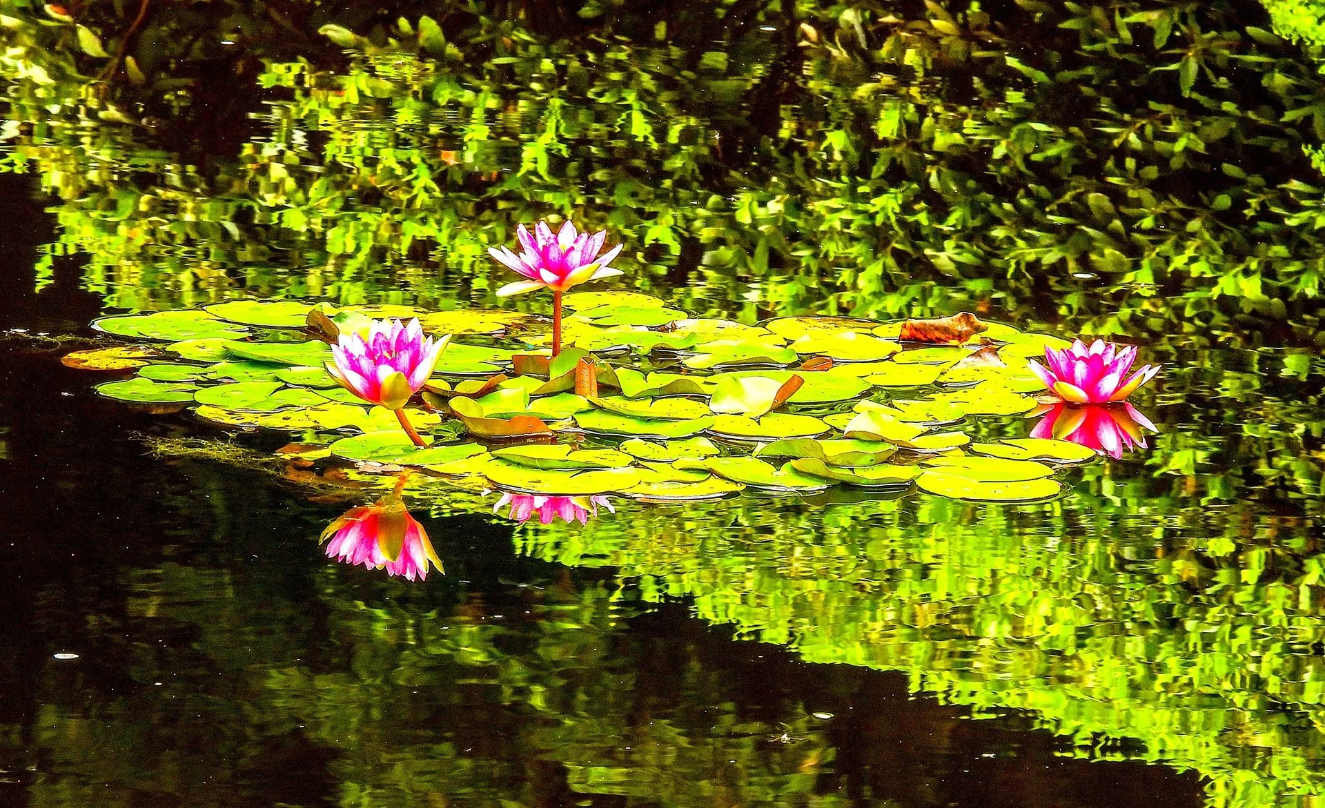 A Grade Print - Wendy Bauer - Water Lily