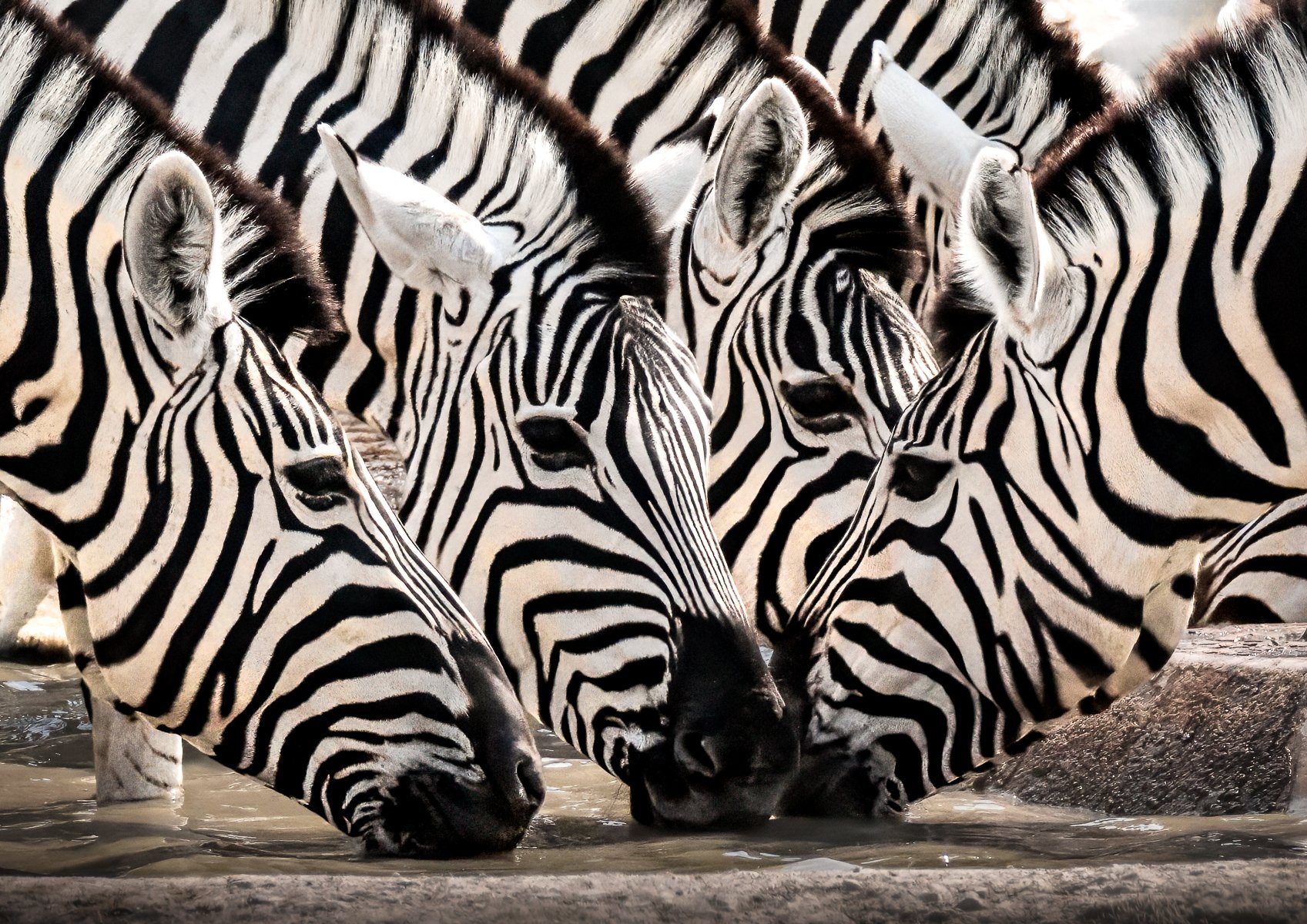 Nature Print - Afternoon drinks - Mike Hennessy