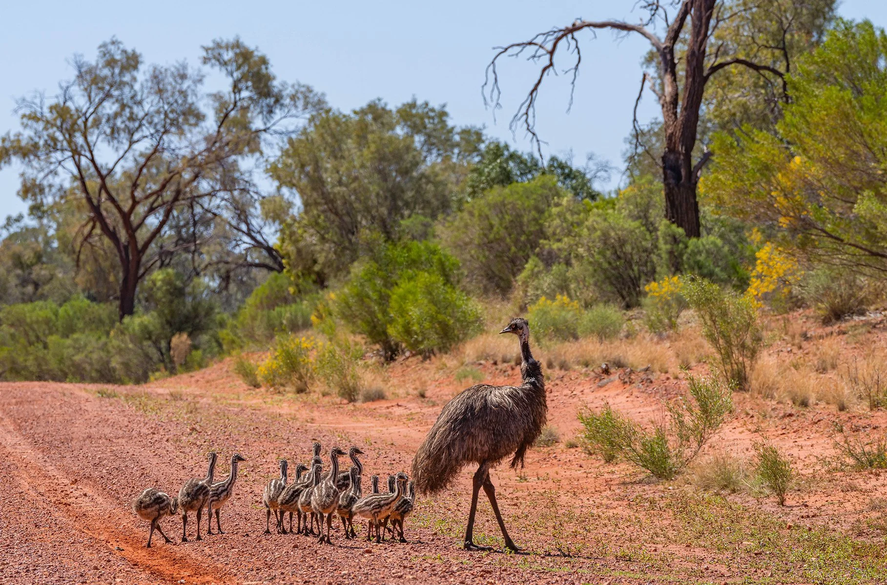 Nature - Emu Father with Many Chicks - Valerie Kleindienst