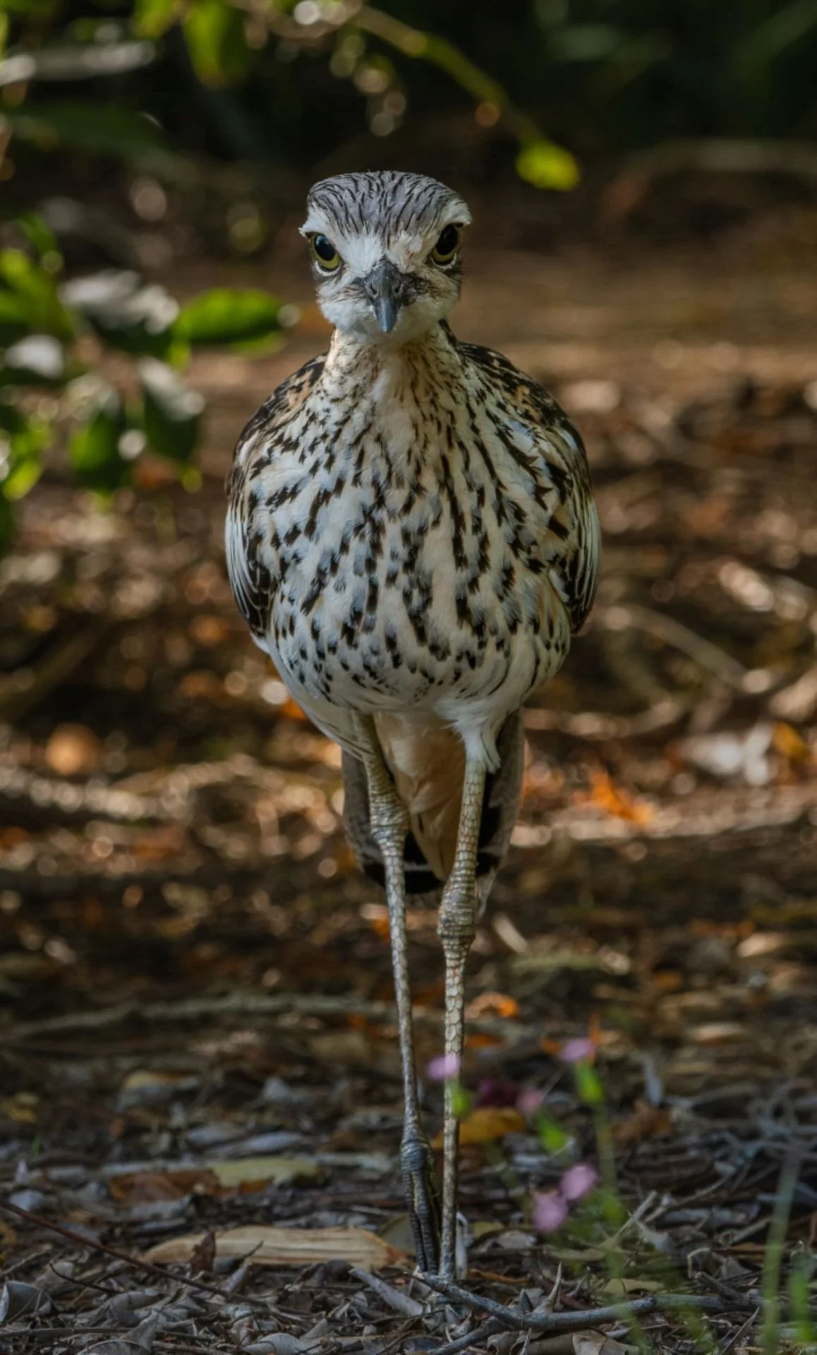 Nature - Watching You To - Jennifer Edwards