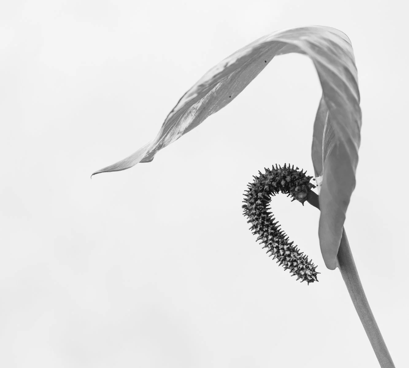 A Grade Digital - Valerie Kleindienst - Drooping Lily