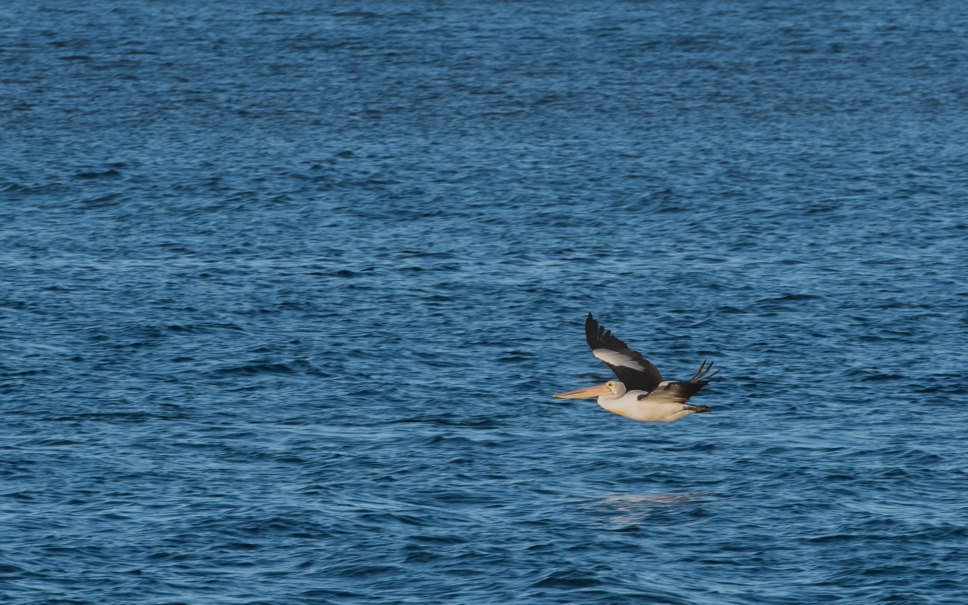 A Grade Digital - Dave Wilson - Graceful in Flight