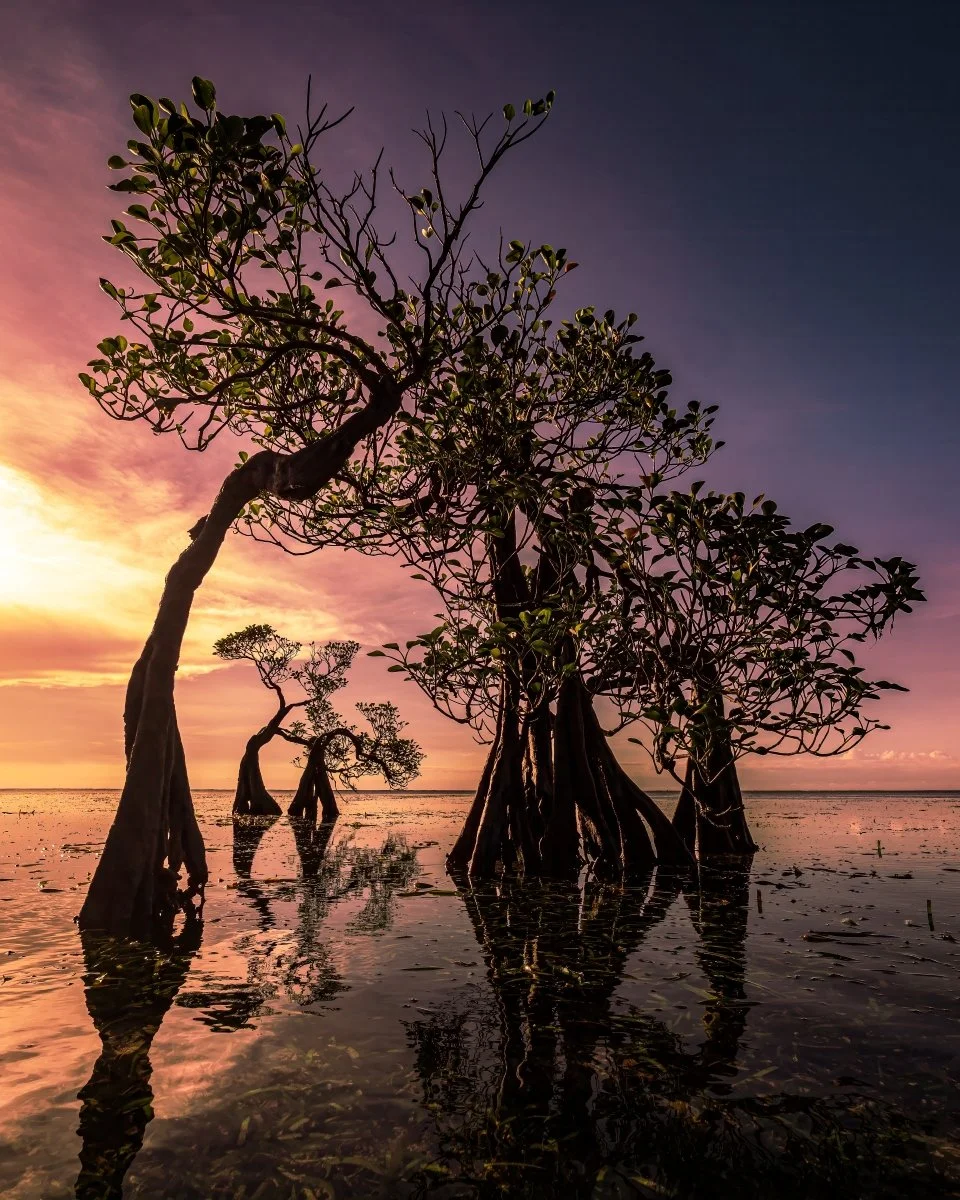 A Grade Digital - Mike Hennessy - Dancing trees at sunset
