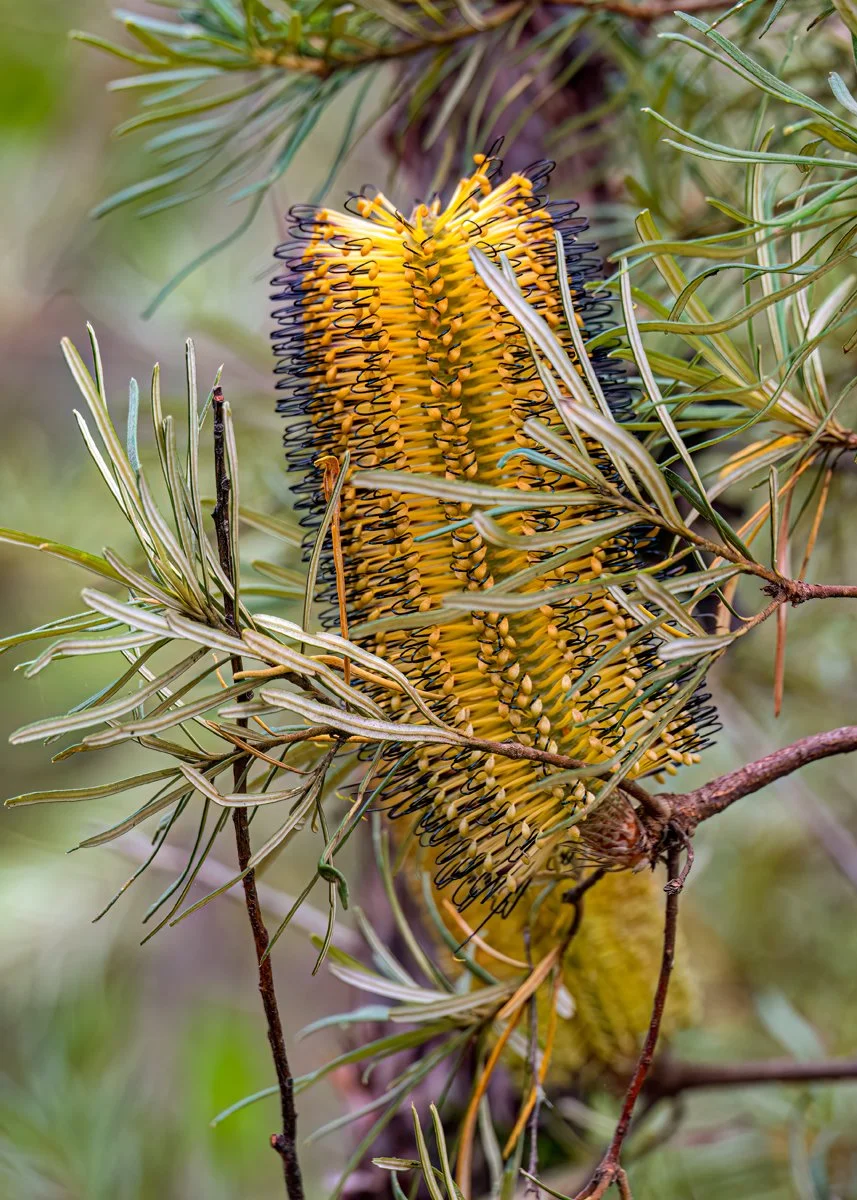 Nature Print - basking banksia - Claire Darling