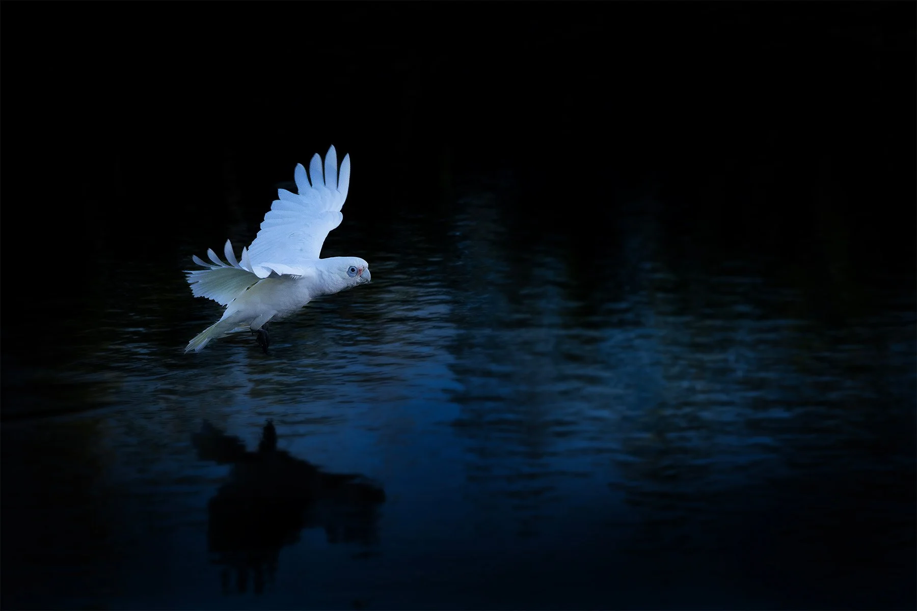 A Grade Print - Jeff Basley - Over the Billabong