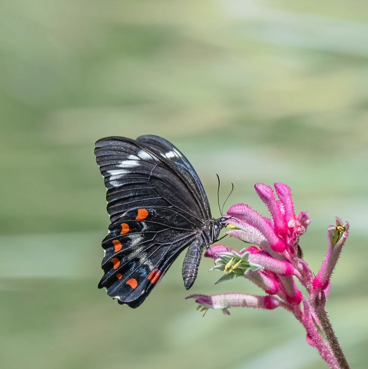 Nature - Orchard Swallowtail - Christine Fenwick