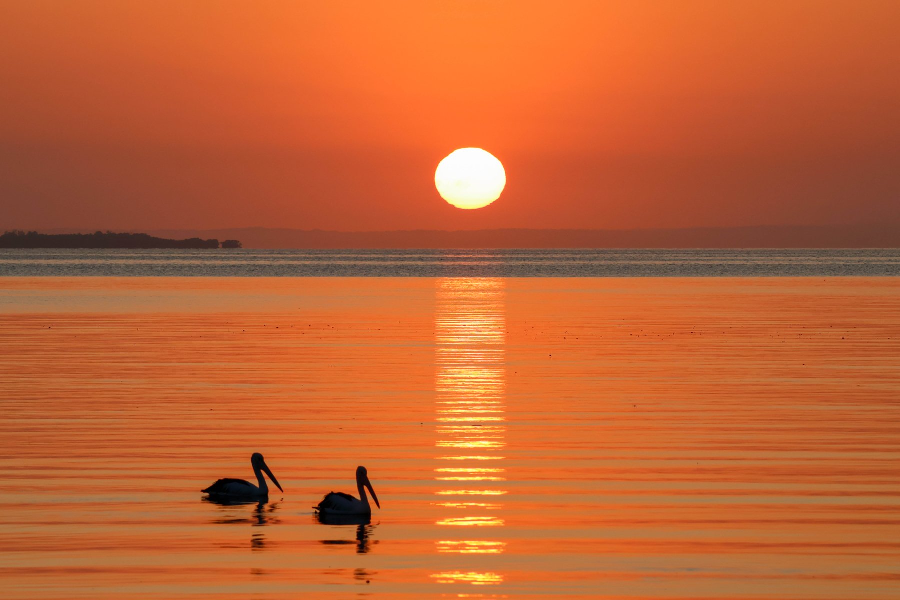 B Grade Digital - Diana Moore - Early birds
