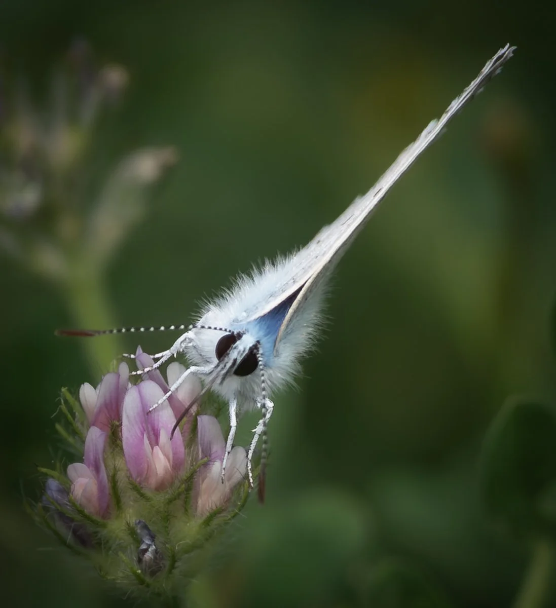 A Grade Digital - Valerie Kleindienst - Lycaena alciphron Kyrgyzstan