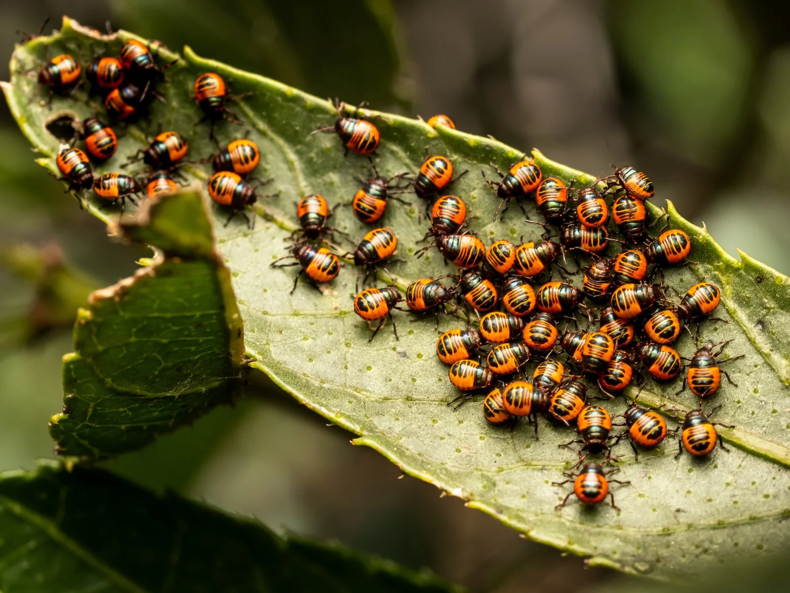 Nature - Scrambled Bugs - Ross Bennett