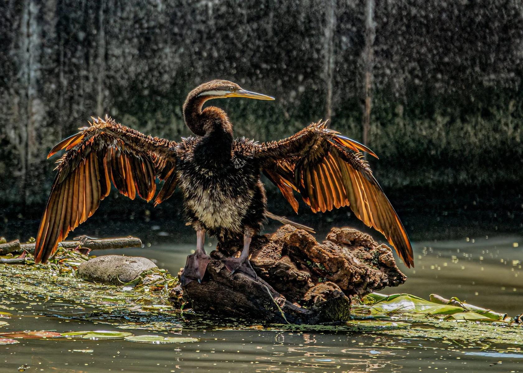 Nature - moulting darter drying out - Claire Darling