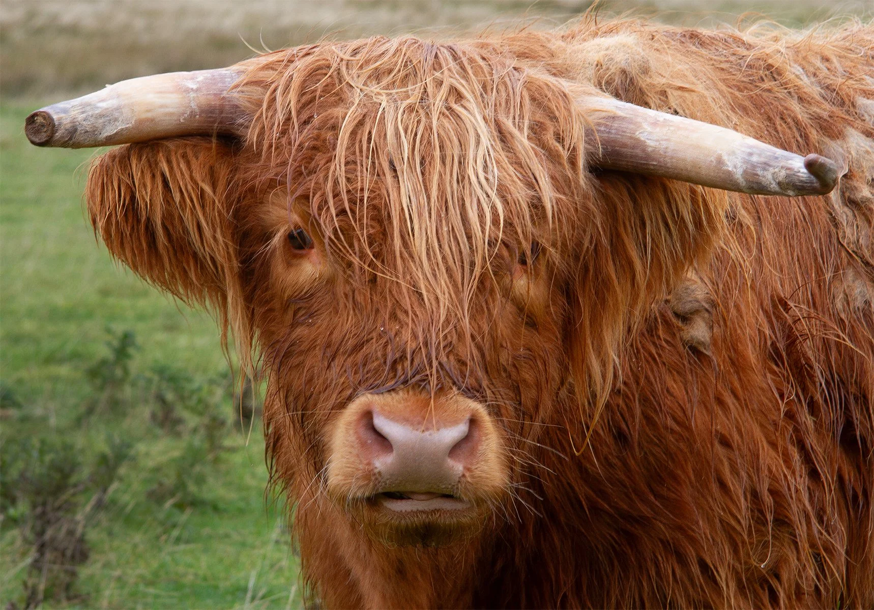 AB Grade Print - Belinda Heger - Highland Coo