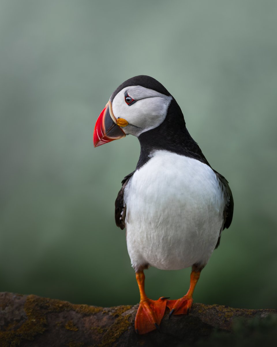 A Grade Digital - Charlotte Steyn - Puffin Perfection
