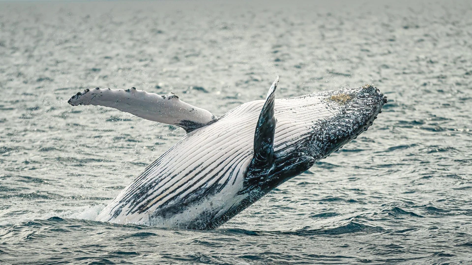 Nature Print - Jumping for Joy - Paul Balfe