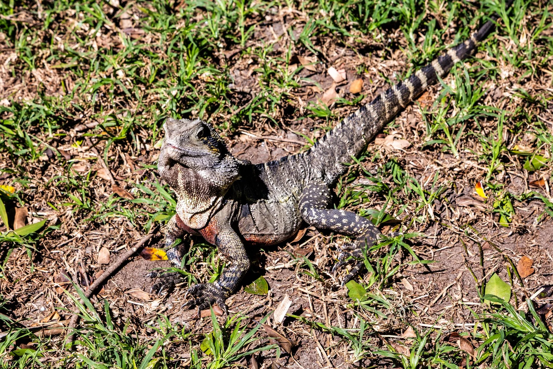 Nature Print - Curious Lizard - Rod Dunnett