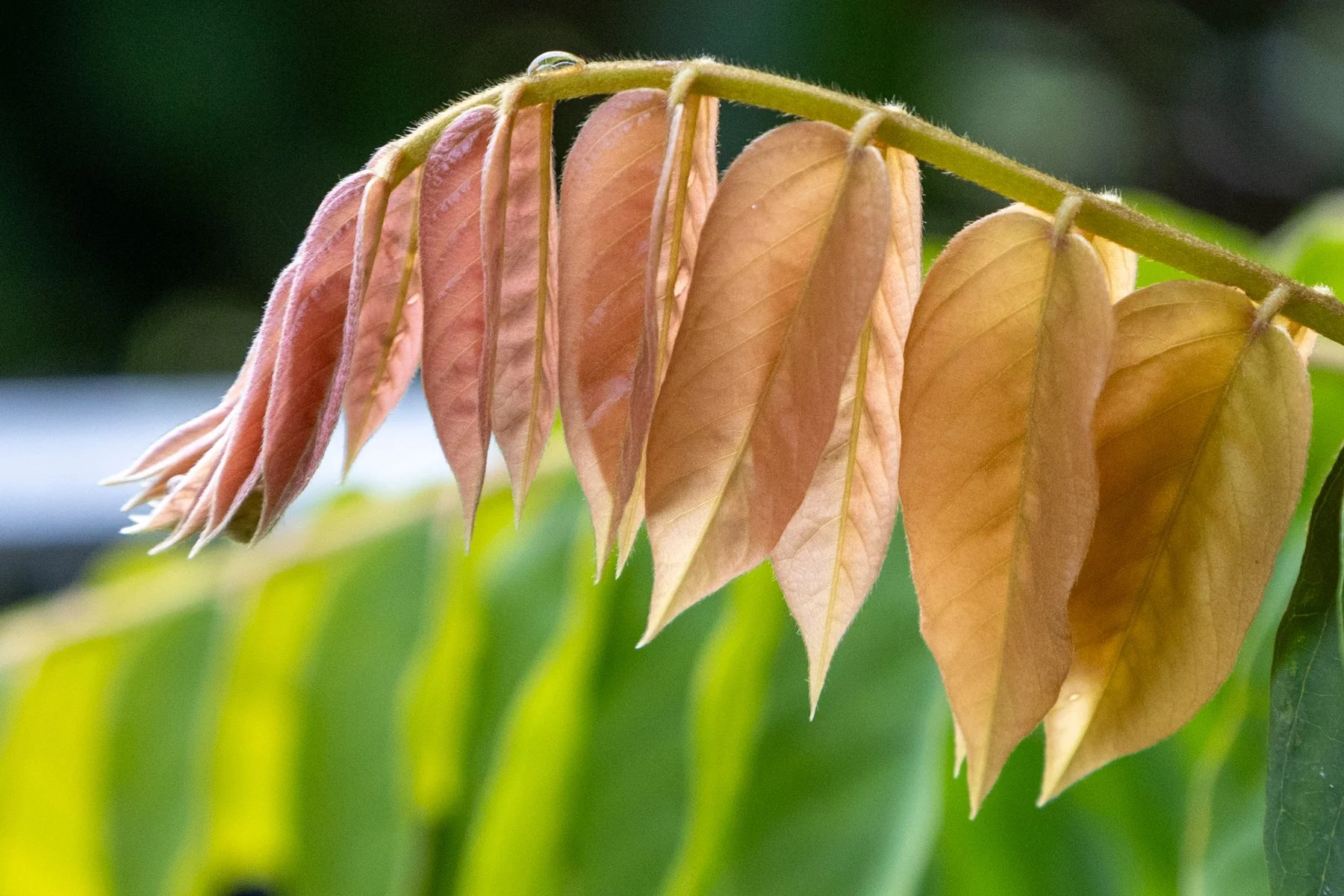 A Grade Digital - Rod Dunnett - New Leaves