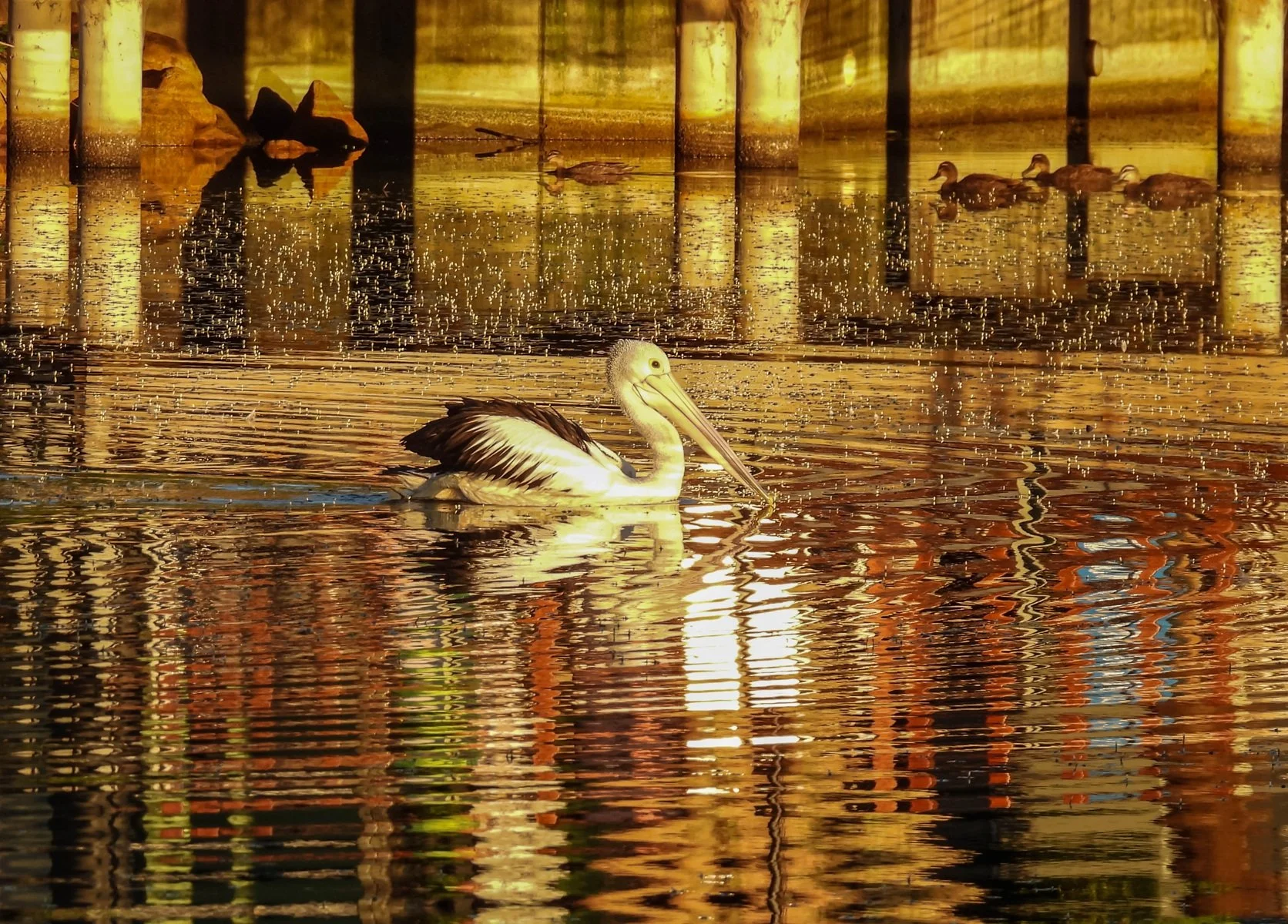 A Grade Digital - Wendy Bauer - Pelican Reflections