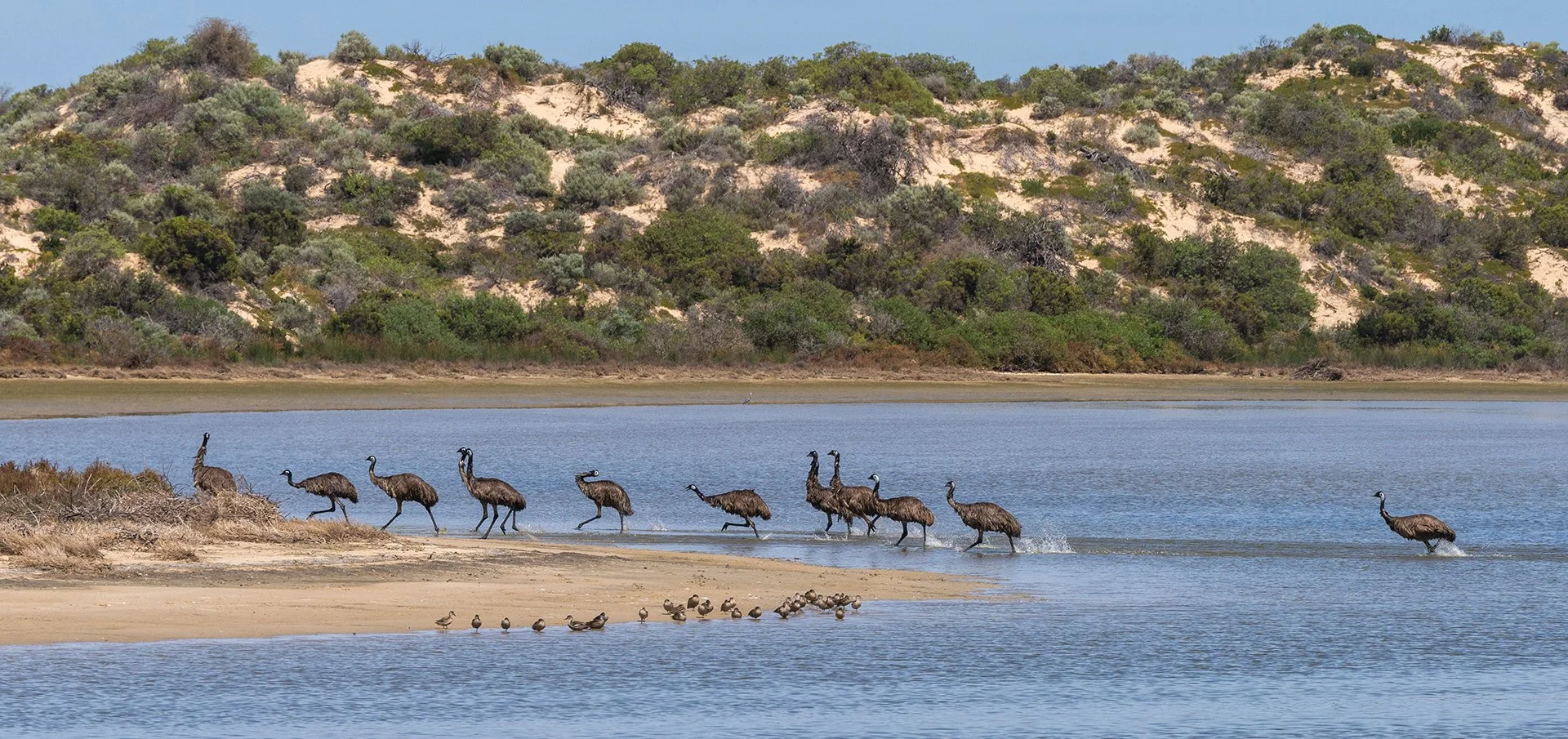 Emus Following the Leader.jpg