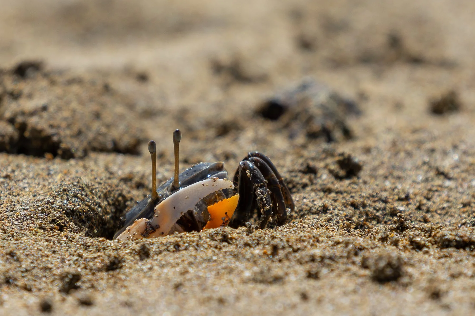 Nature - The Coast Is Clear - Kseniya Fox