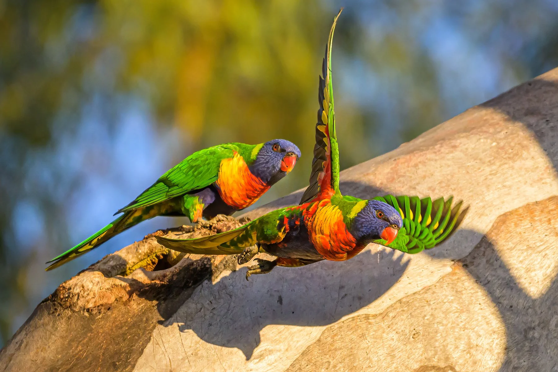 Nature - A Quick Getaway-Paul Balfe