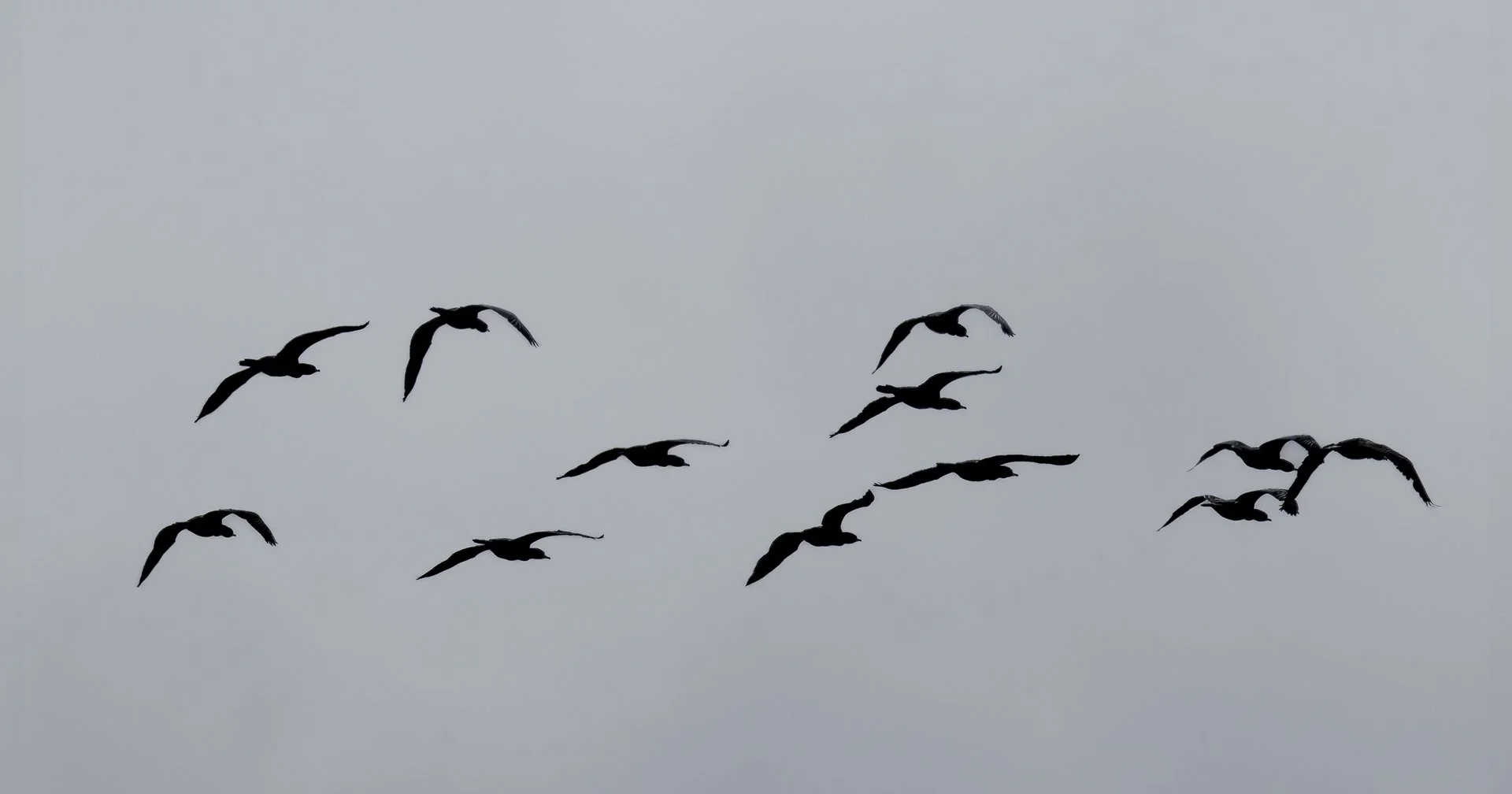 AB Grade Digital - Alison Woodley - Fly away birdies