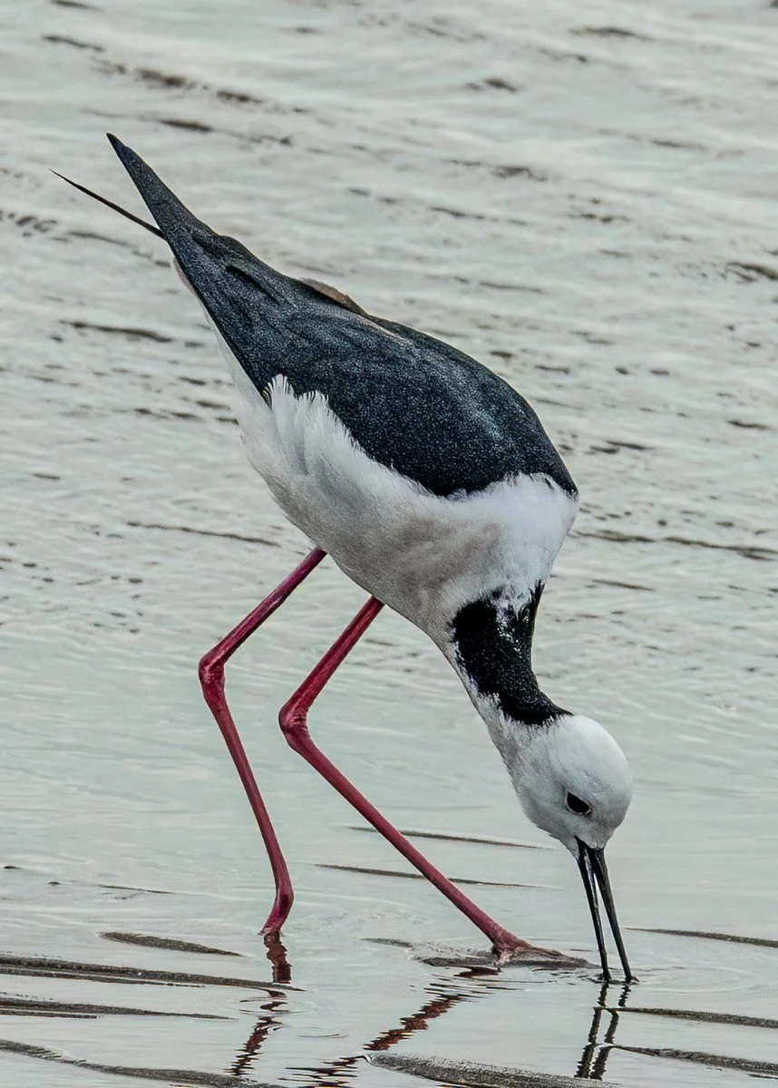 nature - black-winged stilt feeding - Claire Darling