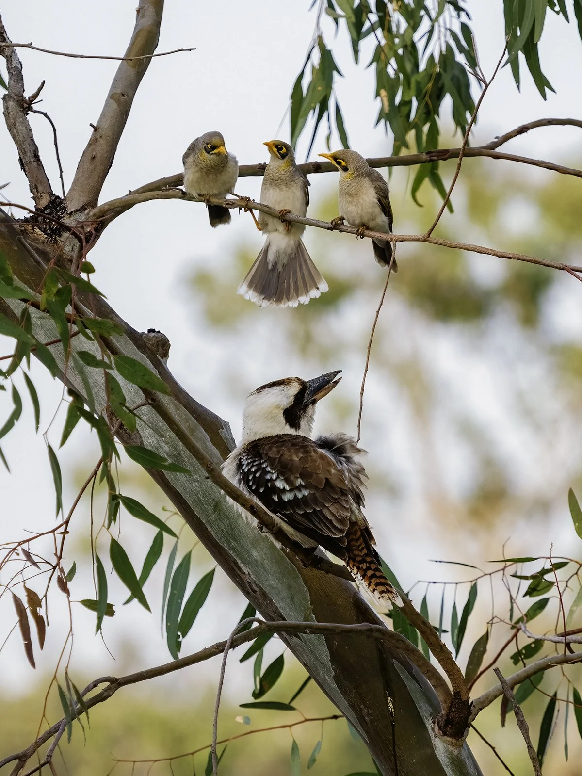 Nature - Three against one - Julie Elliott