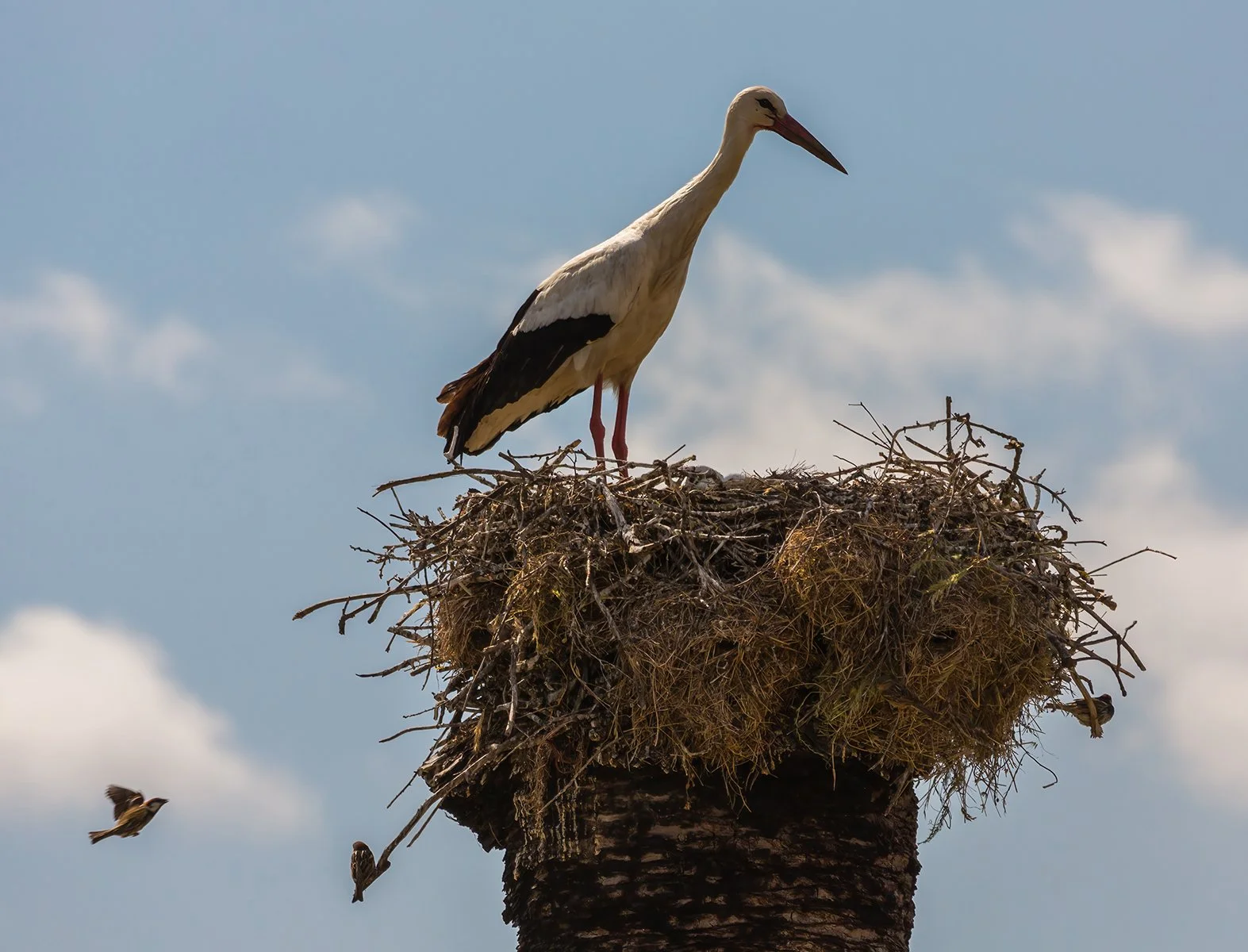 Nature - A Shared Nest - Steven Fraser