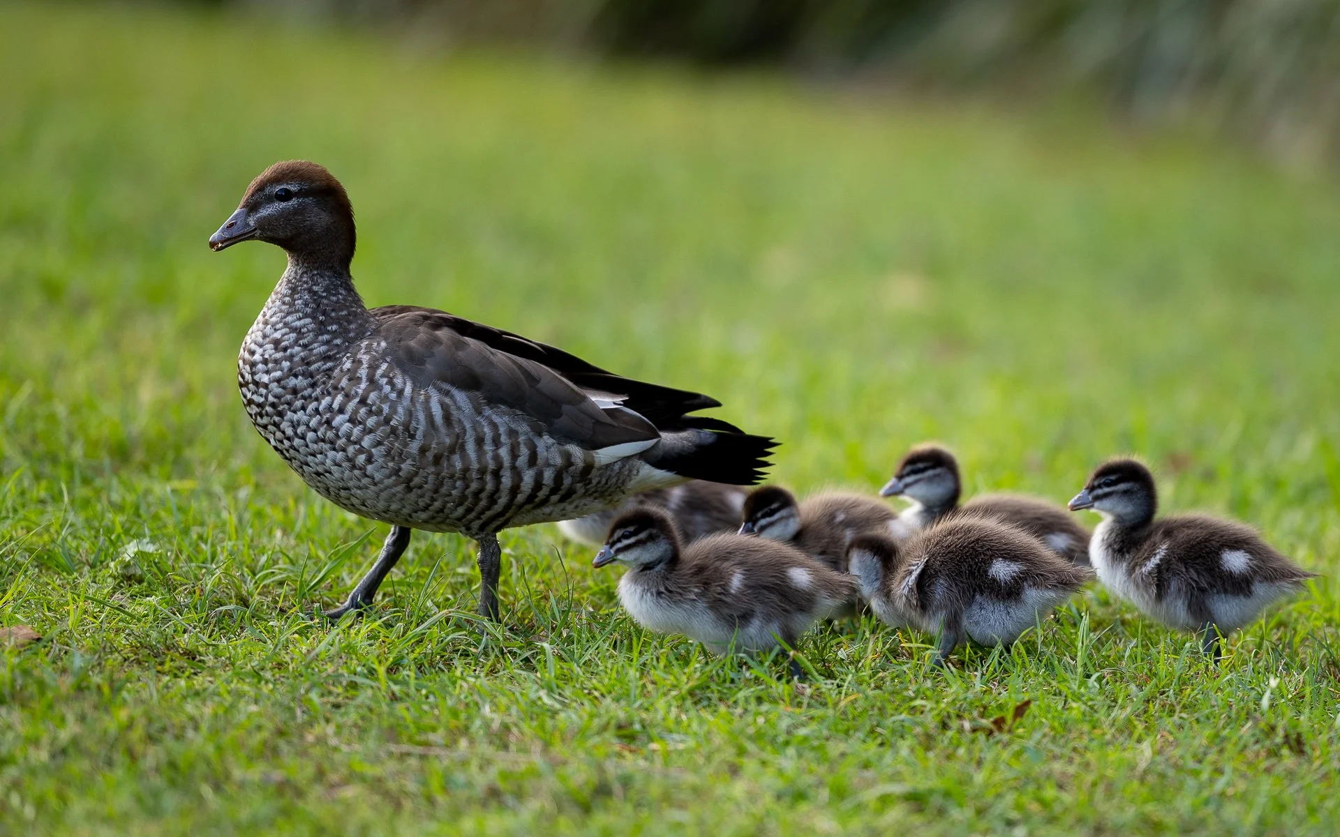 Nature - Little Quackers - James Fox