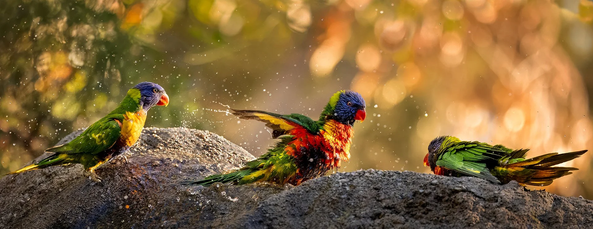 Lorikeet Sun Shower.jpg