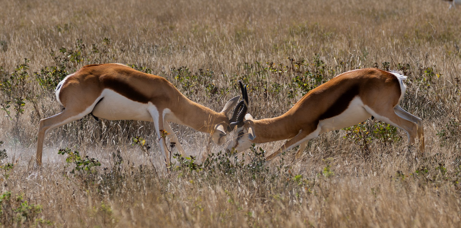 Nature - This is my turf - Charlotte Steyn