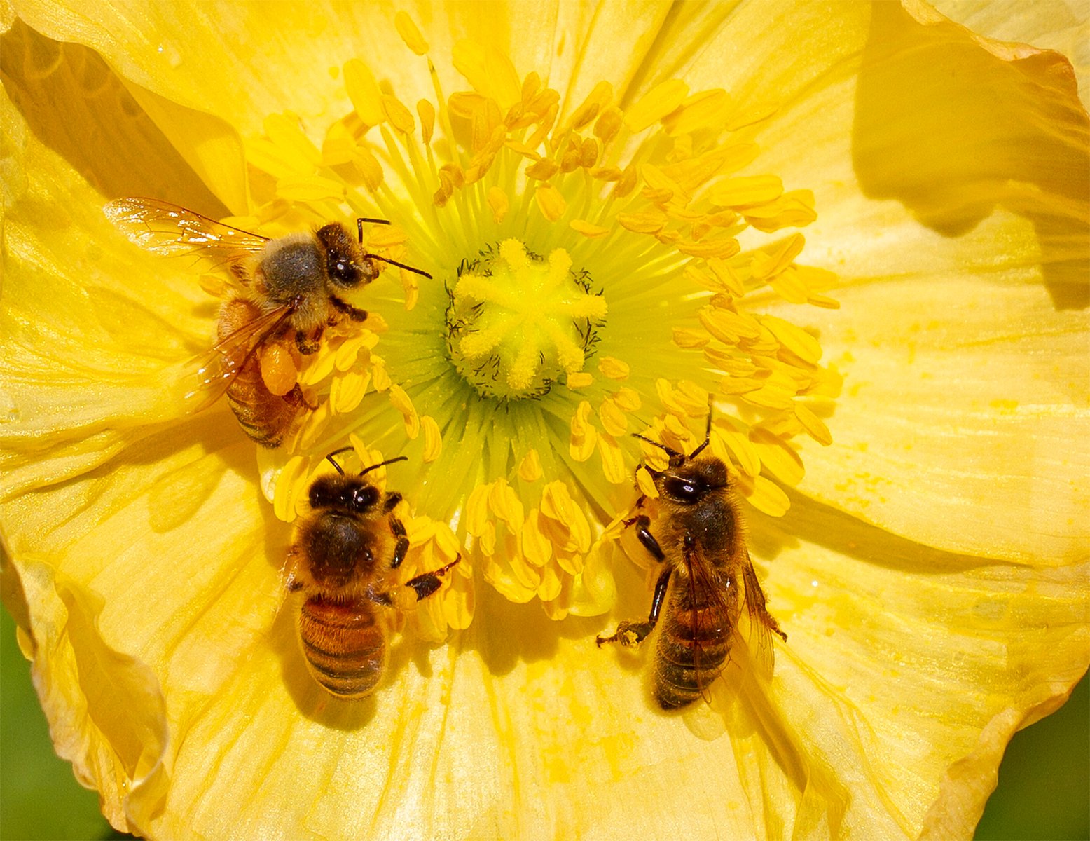 Nature Print - Yellow Collar Workers - Belinda Heger