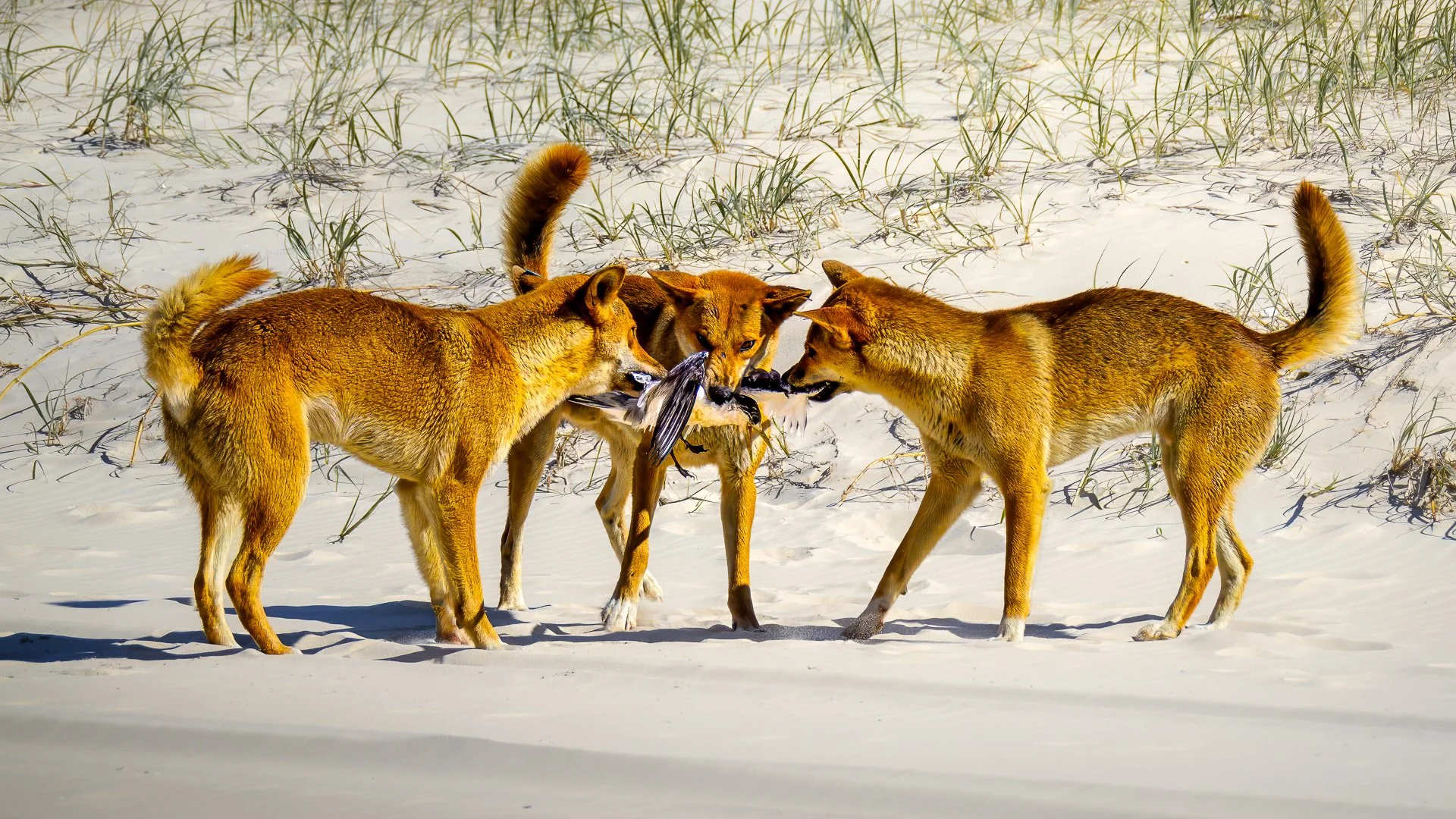 Nature - Lets share - Mike Hennessy