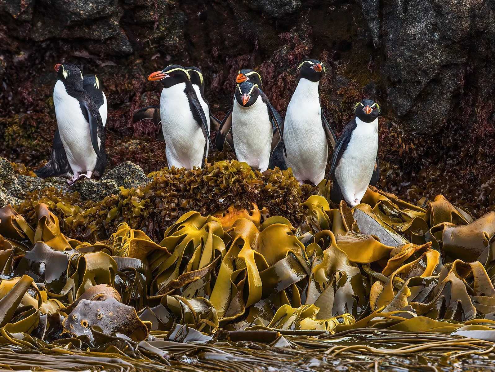 Nature Print - NZ Fiord Crested Penguins - Steven Fraser