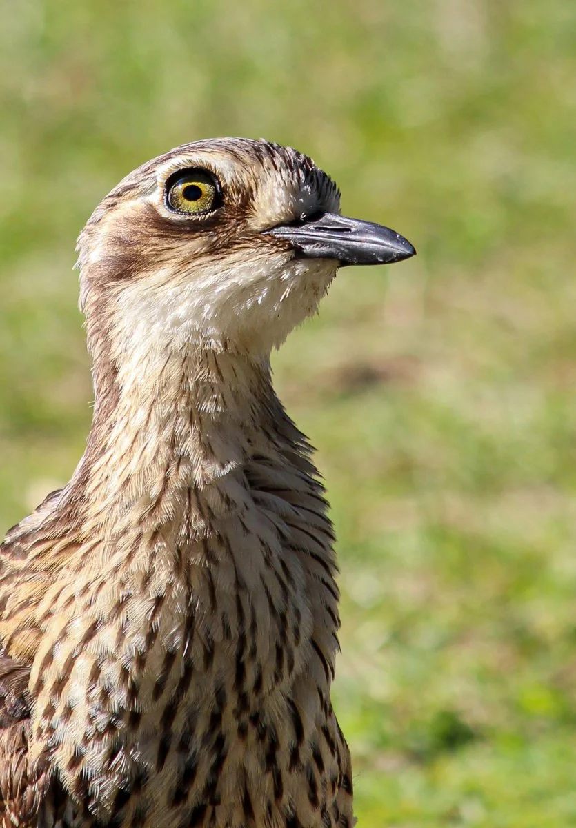 Nature - The Curious Curlew - Fiona Pennisi-Mitchell