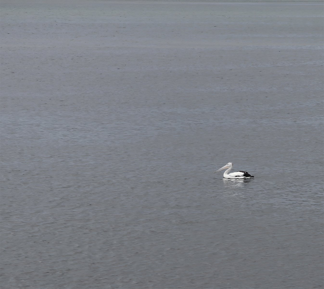 AB Grade Digital - Belinda Heger - Pelican