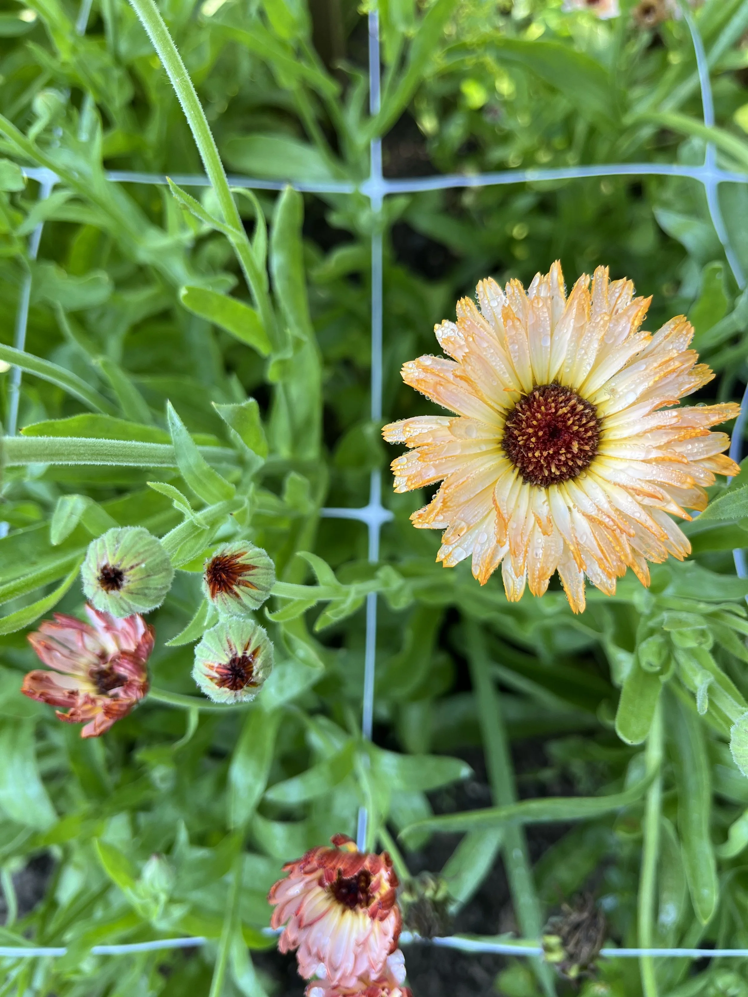 IMG_6705.jpeg