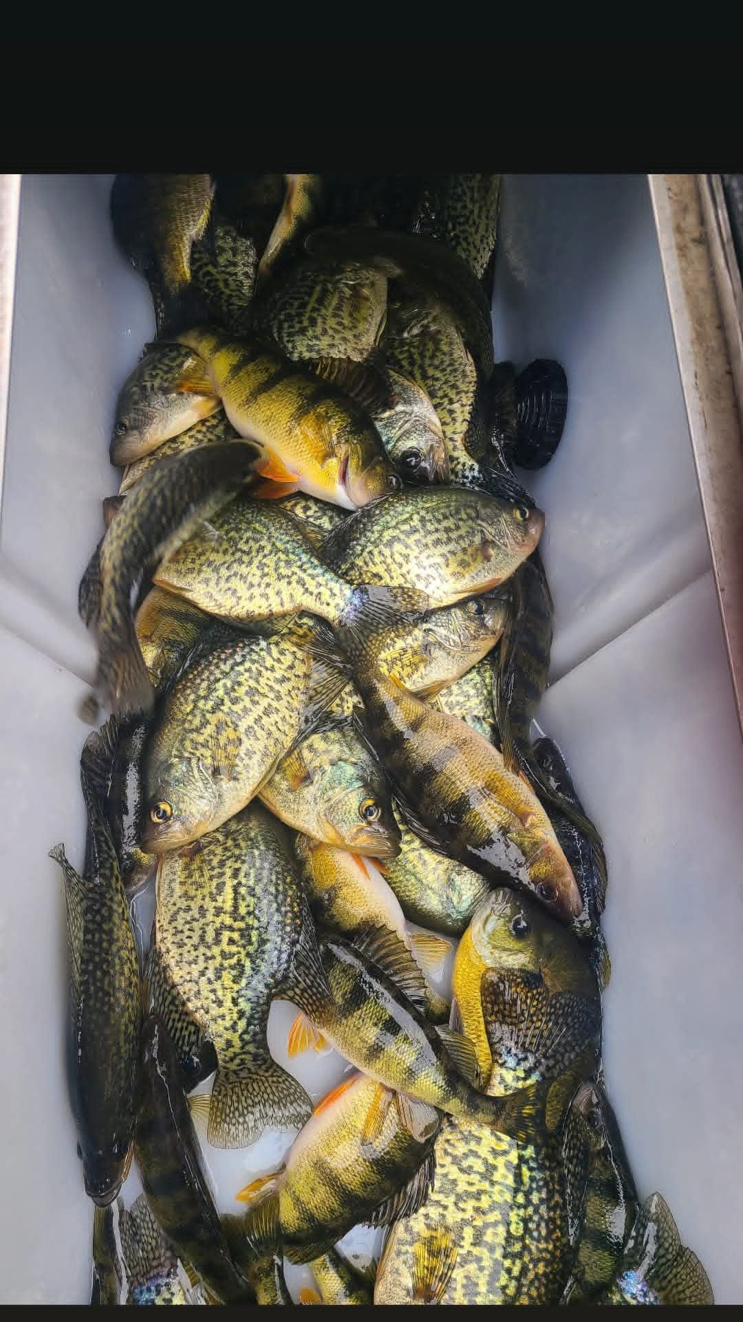 Panfish Livewell.jpg