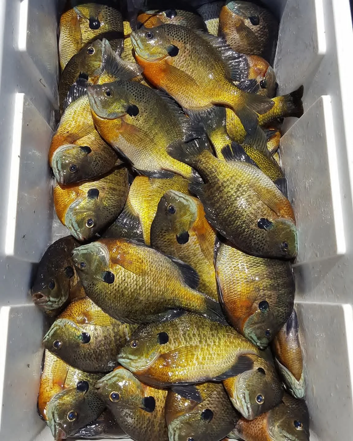 Bluegill Madison.jpg