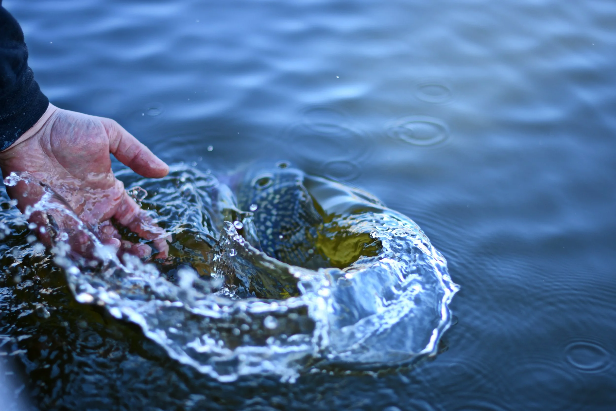 Last Cast Angling fishing guide releasing a crappie in Southeast Wisconsin