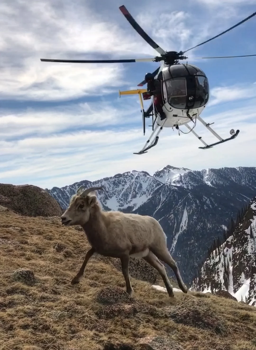A mountain goat standing on a grassy ridge with snow-capped mountains in the background, while a helicopter hovers above in the sky.