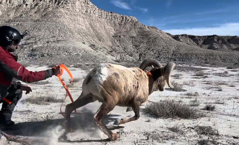 A person in a black helmet and red jacket holding a bright orange strap appears to be trying to steer or control a large bighorn sheep with curved horns crossing a barren desert landscape with mountains in the background.