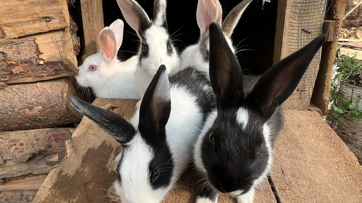 h2hintl-batwa-uganda-africa-children-nonprofit-7 copy.jpg