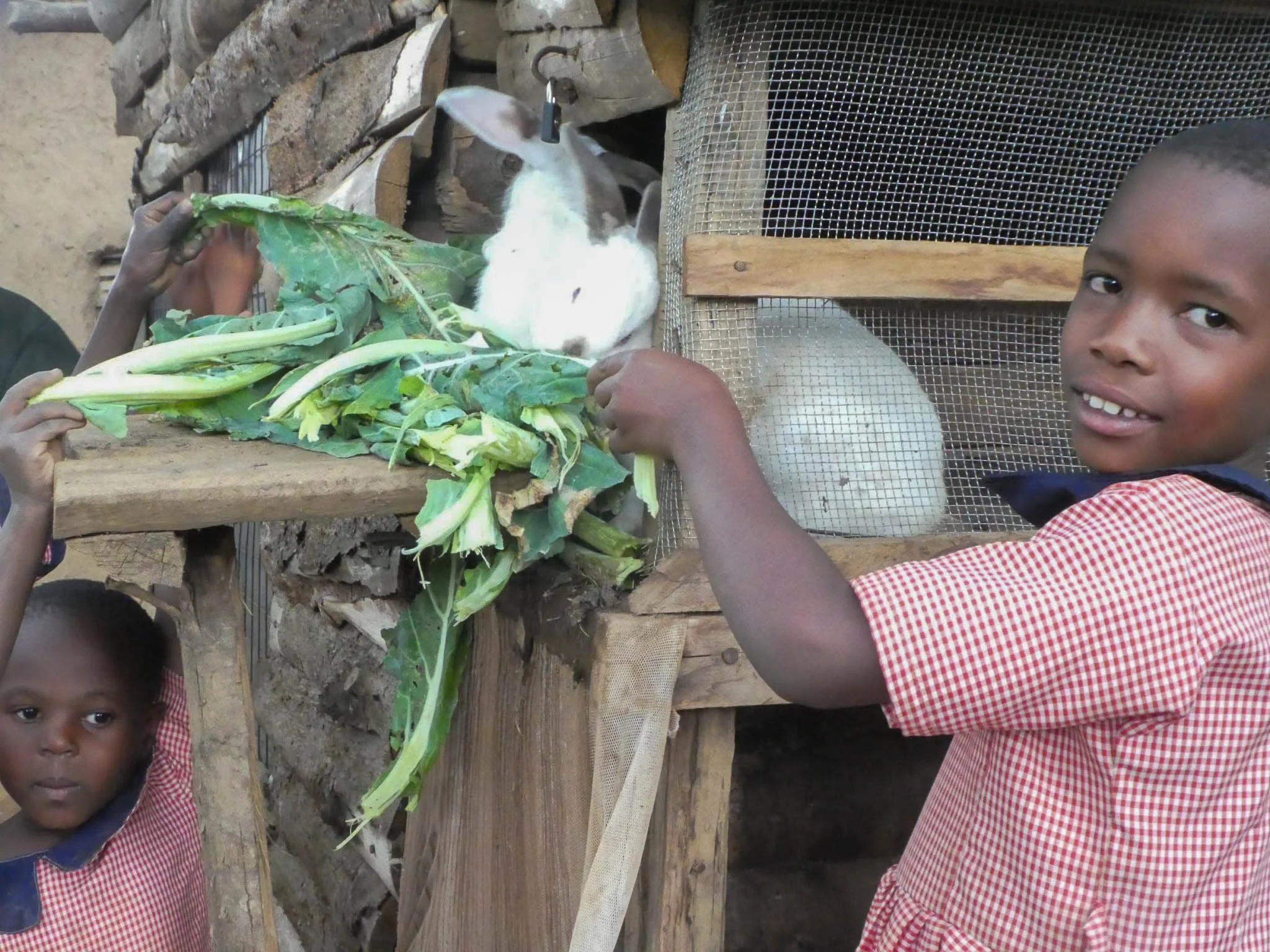 Batwa children taking care of rabbits