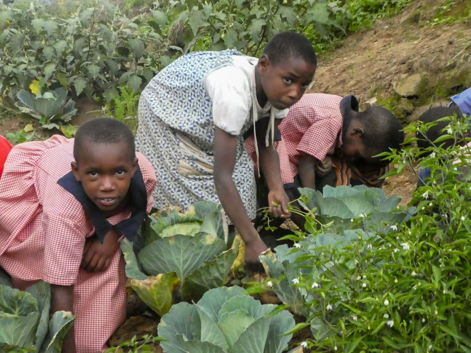 Three Batwa children harvesting plants in Uganda, Africa