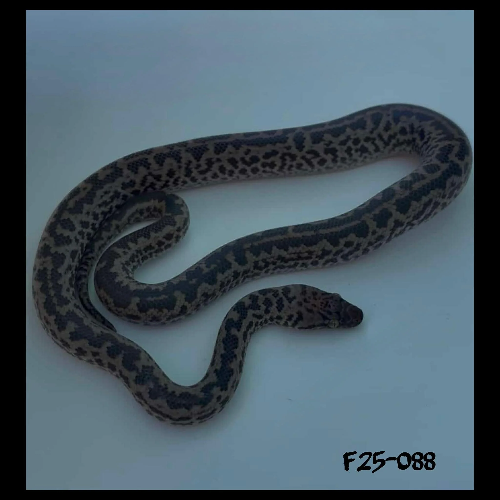Platinum Het Granite