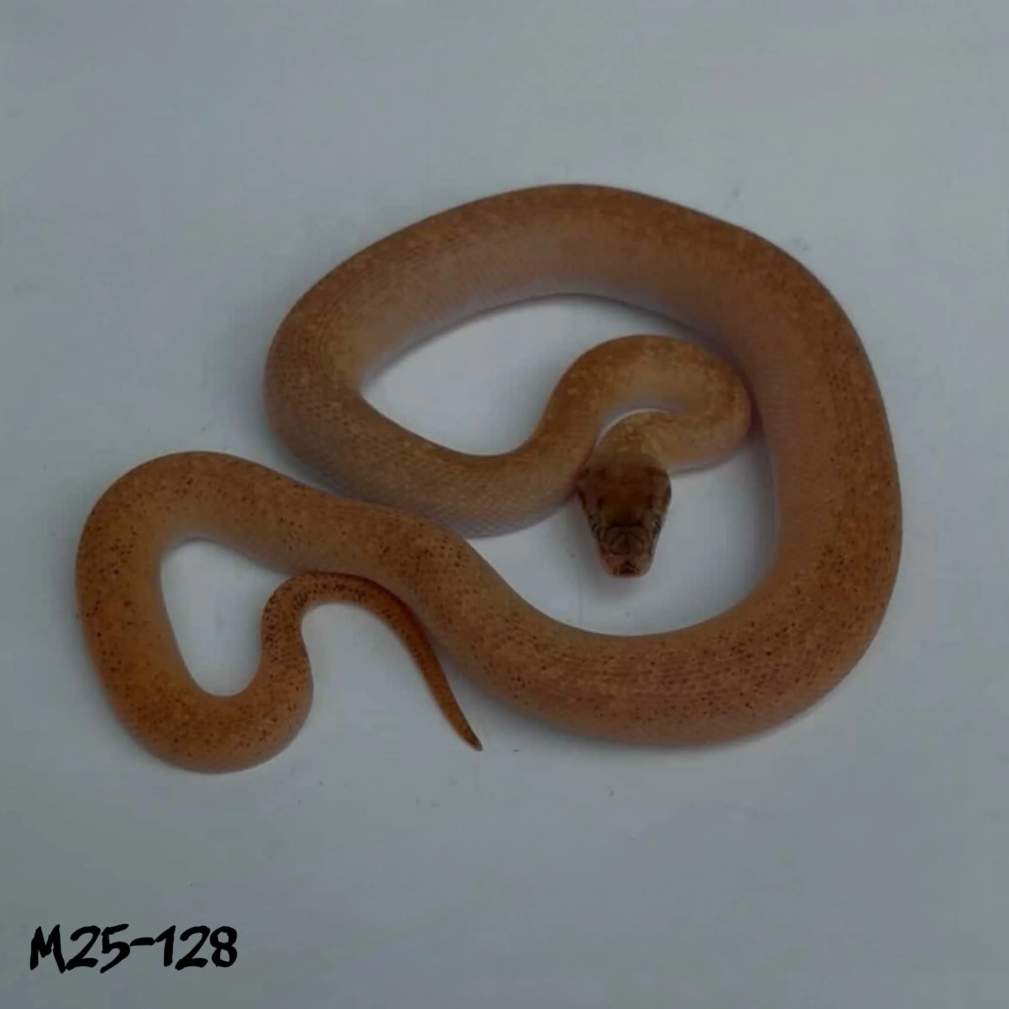 M25-128 Maple Marble 100% Het T+