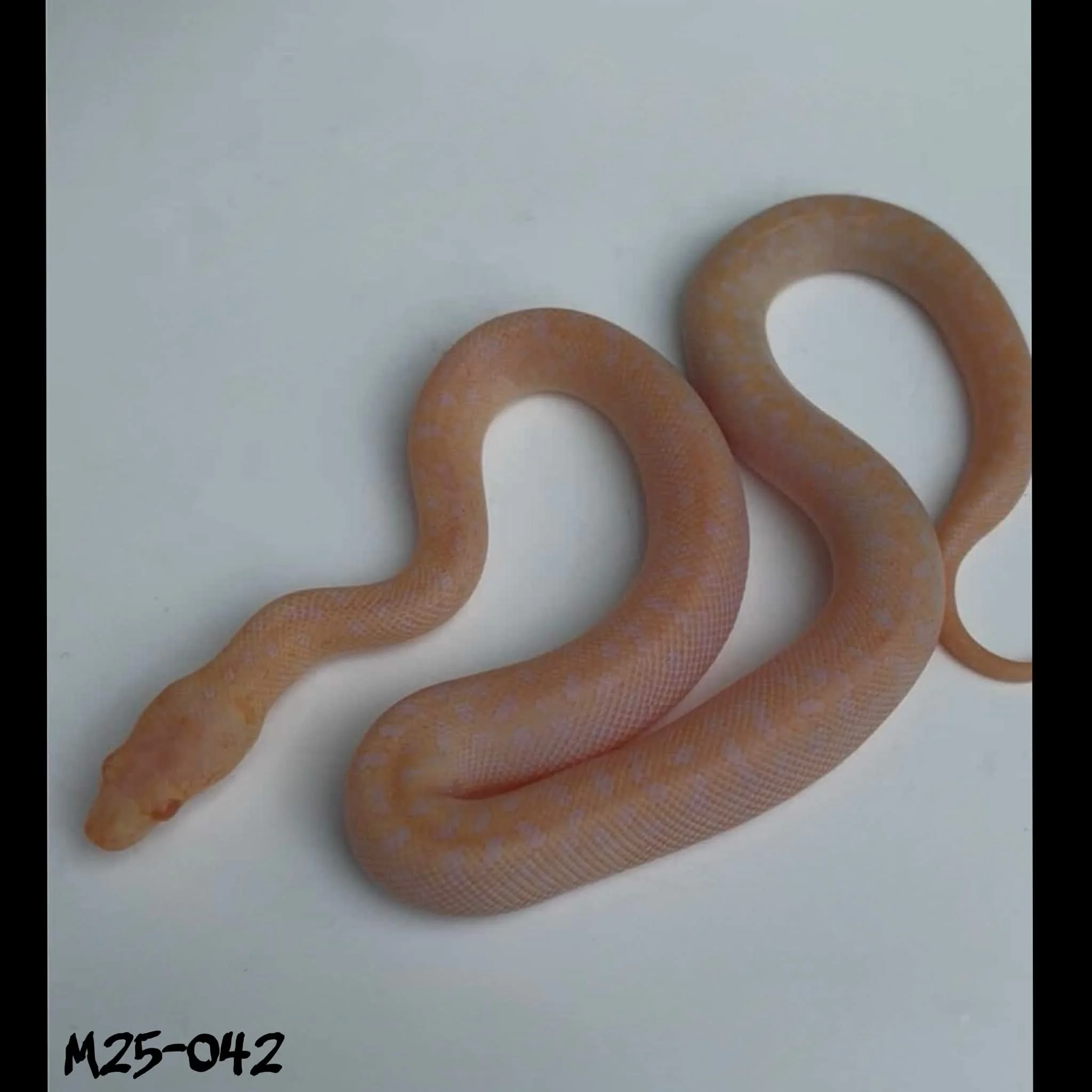 M25-042 Albino spotted
