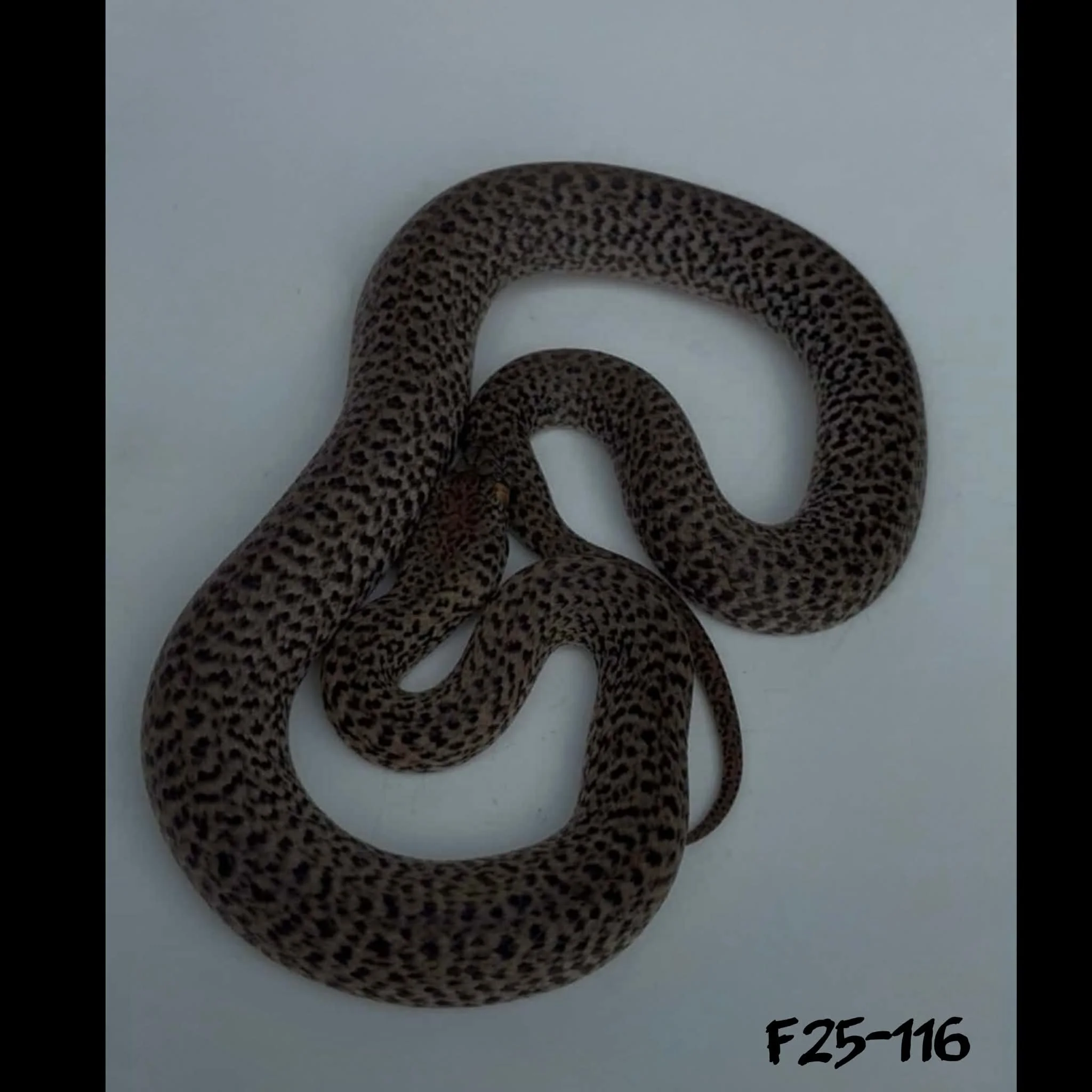 F25-116 Granite 66% Evans T+